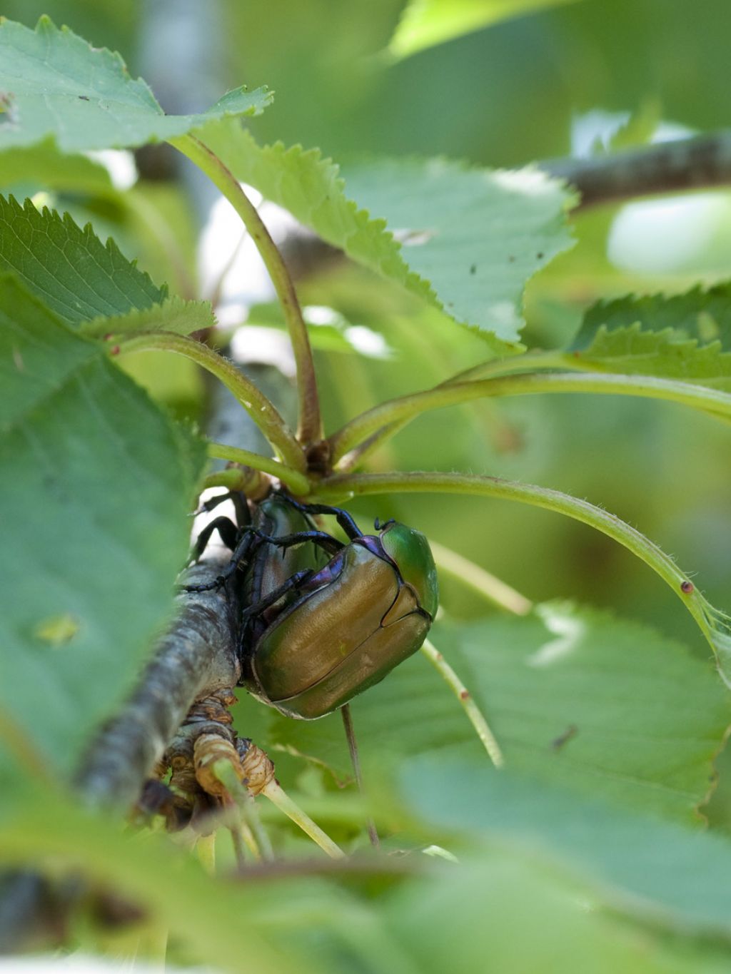 Cetonia aurata e  Protaetia cuprea